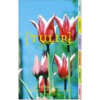 Tulip