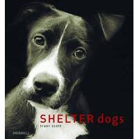 Shelter Dogs